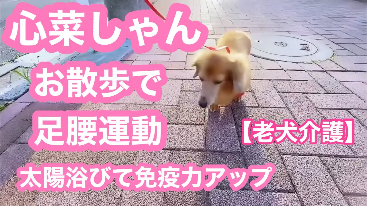 【老犬介護No.111】心菜お散歩であるけたよ。