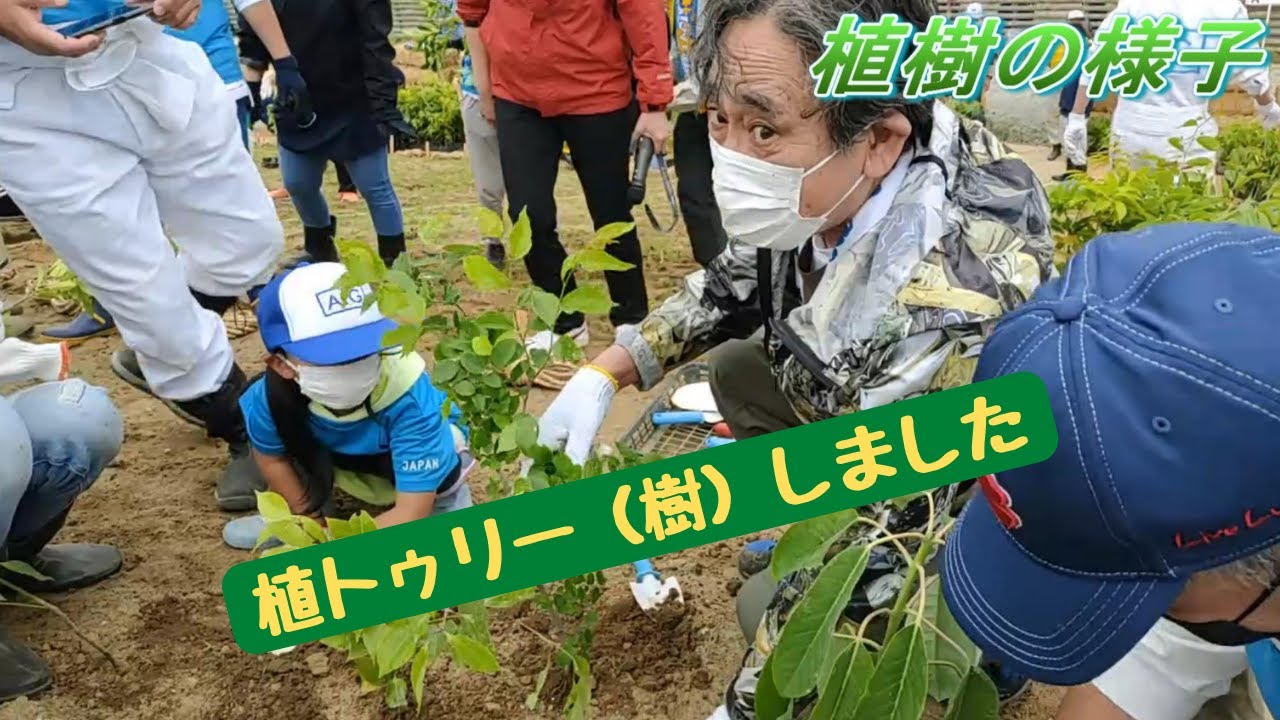 植トゥリー（樹）