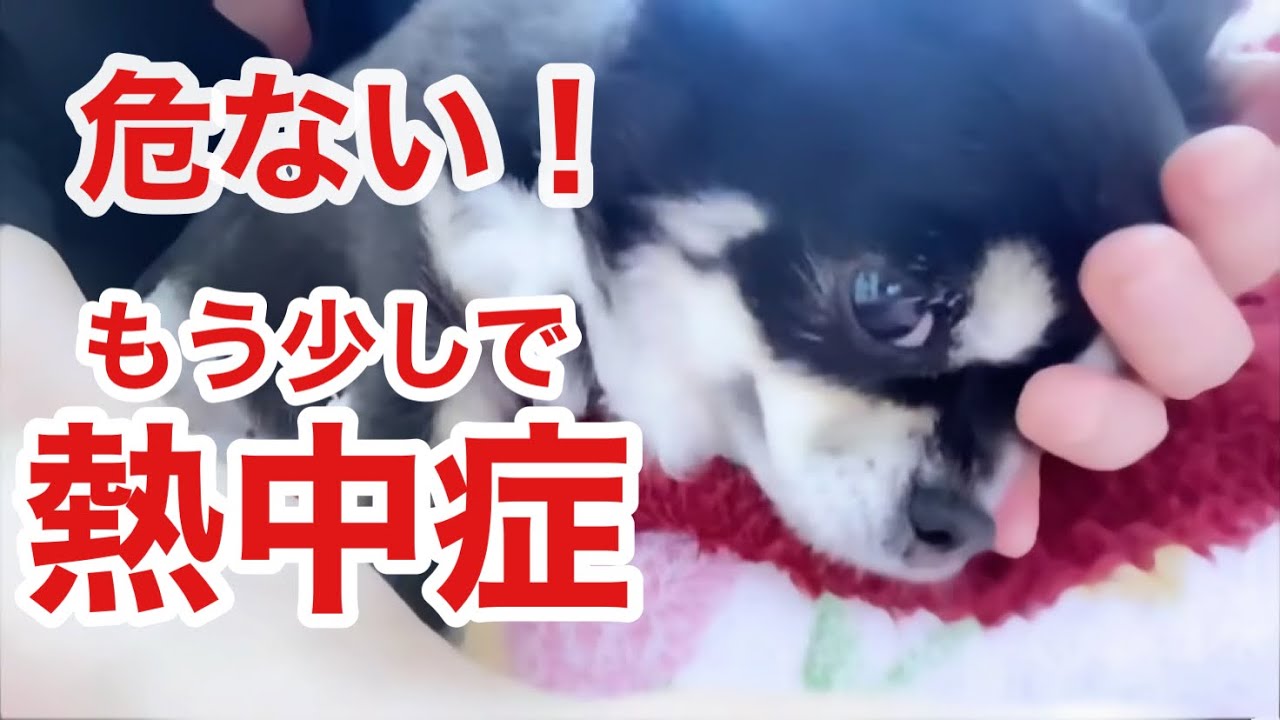 杏がもう少しで熱中症に！急いでアイシング💦🐶部屋の中でも危険は潜んでる！皆さまもご自愛くださいませ🐶🐾