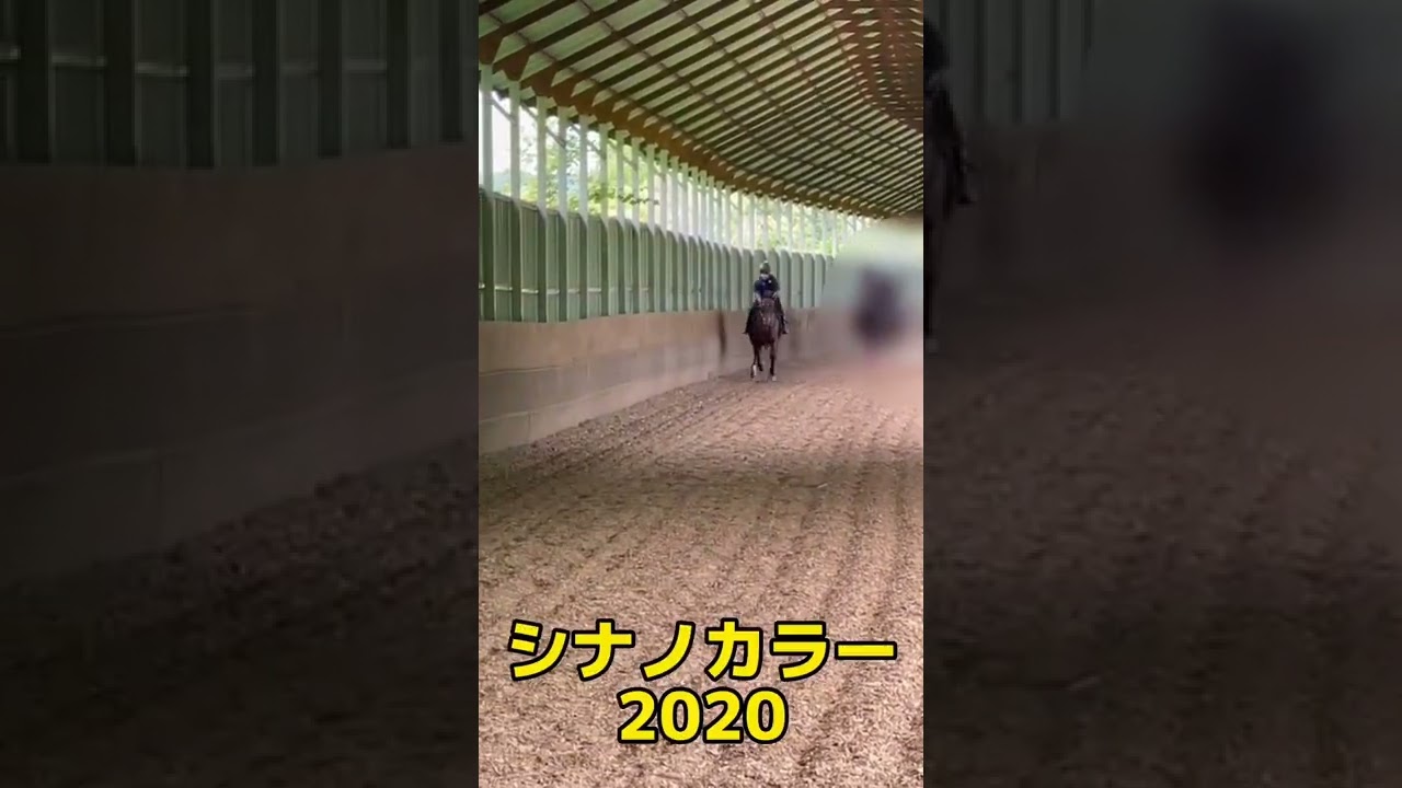 前川清 & 純烈酒井の愛馬育成日記【坂路育成編】ショート動画