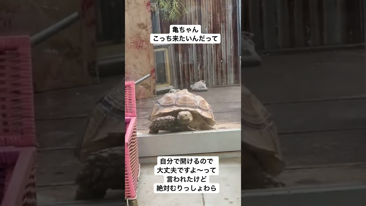 亀の意外な身体能力www