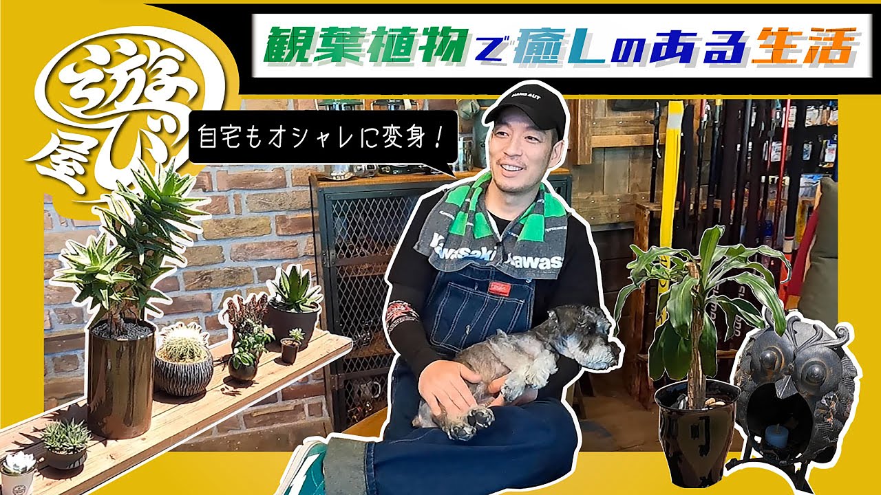 観葉植物で癒しのある生活へ！愛犬とルームツアー