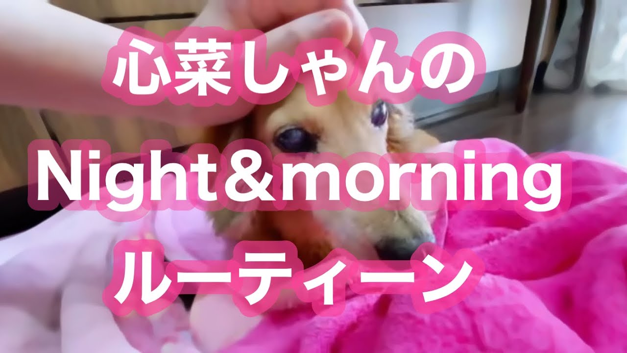 【老犬介護No.114】老犬あるある！心菜のナイト＆モーニング ルーティン