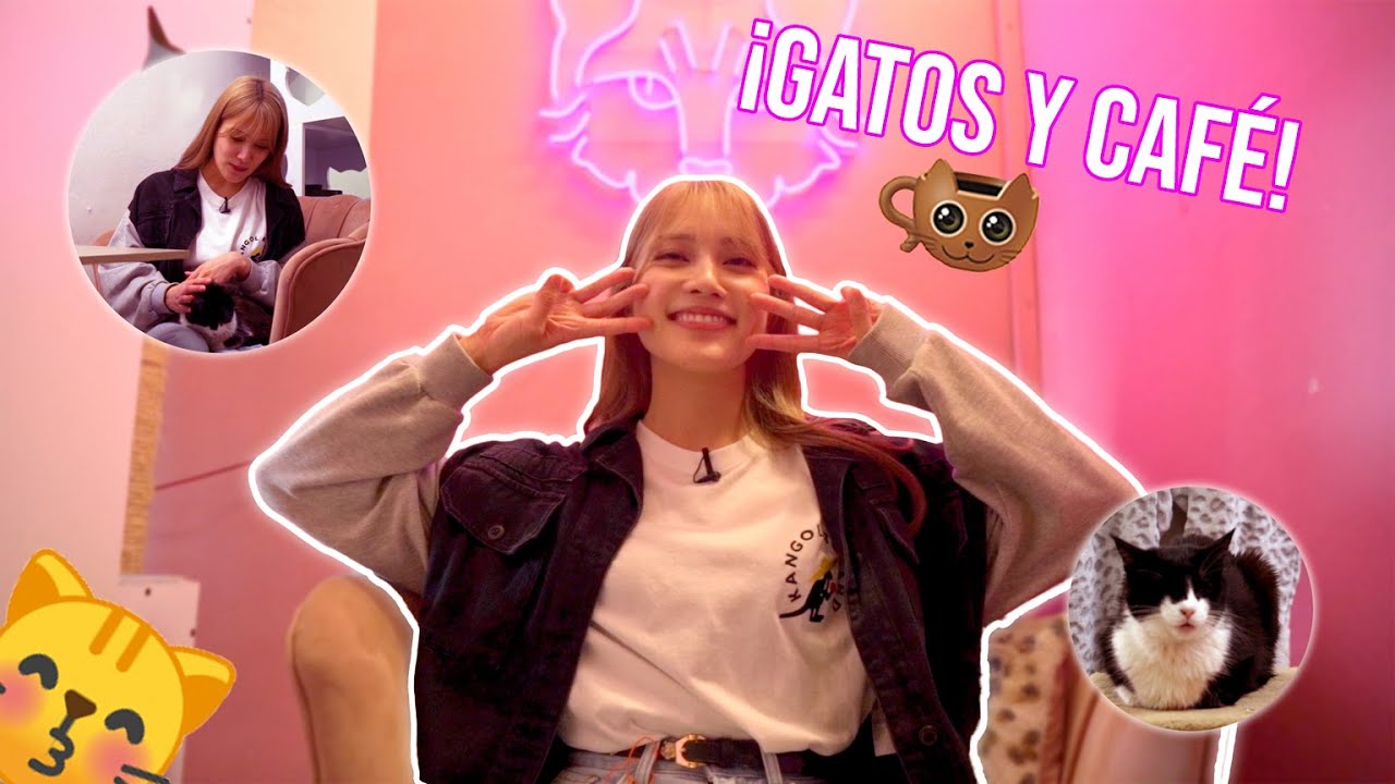 ☕😽 Si te gustan los gatos y el café esta video es para ti | Catfecito 😽☕