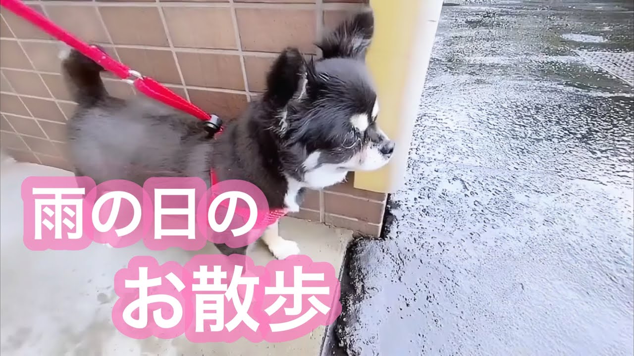 真夏のある雨の日のワンコ達の早朝お散歩 🐶🐾