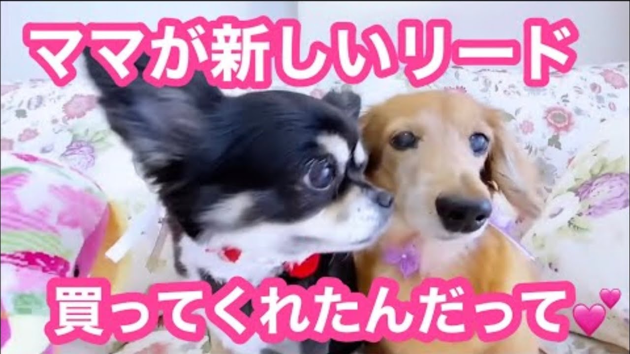 🐶こども達の新しいリードフィティング🐶