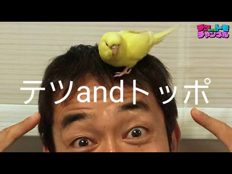 【テツandトモ】我が家にインコがやってきた。凄く可愛いのは、なんでだろう？