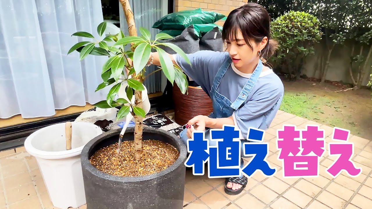 【観葉植物】鉢の植え替えをしました！