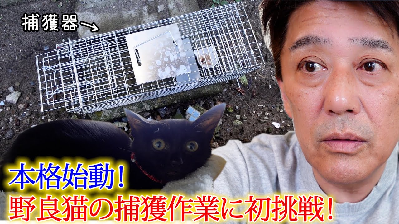 野良の子猫の捕獲作業に初挑戦！保護活動の本格始動です