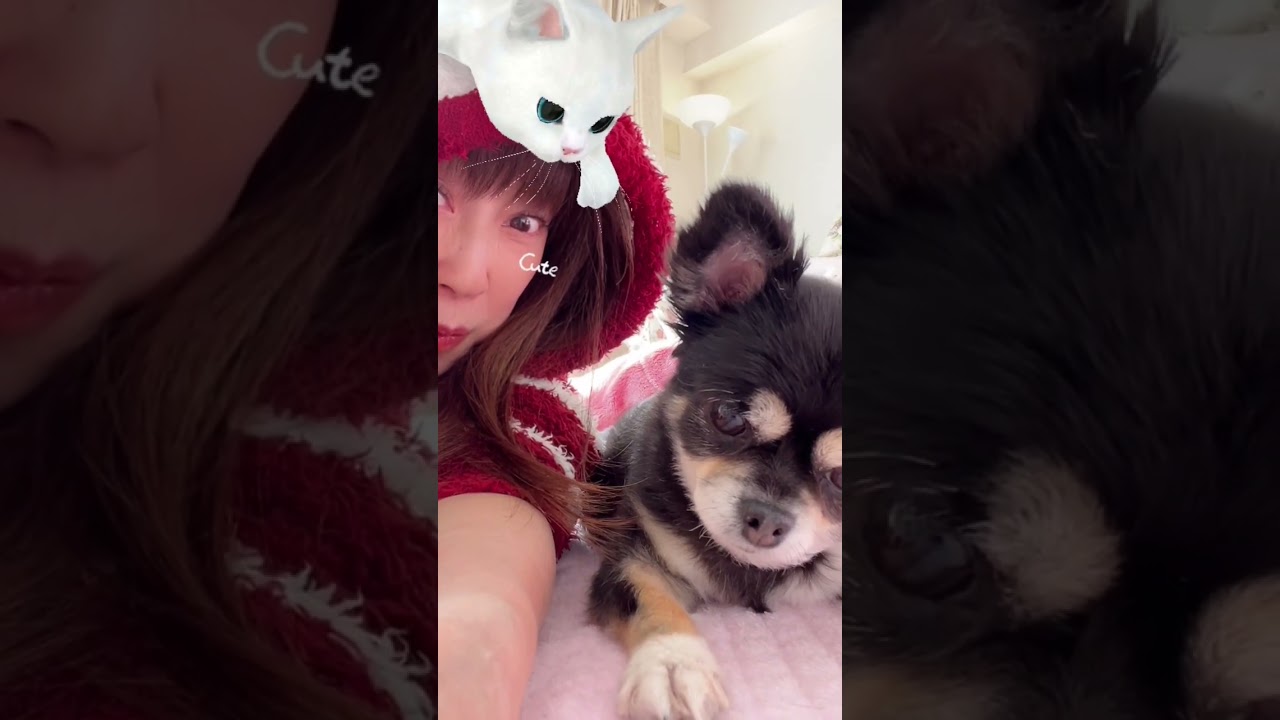 白猫に狙われる？杏ちゃんスマフォをガン見🐶