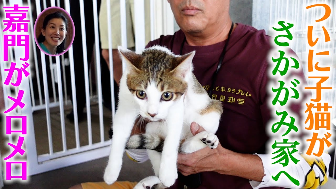 捕獲した子猫がさかがみ家へお引越し！ニャンコたちの反応は？？嘉門がメロメロになりすぎておかしくなります