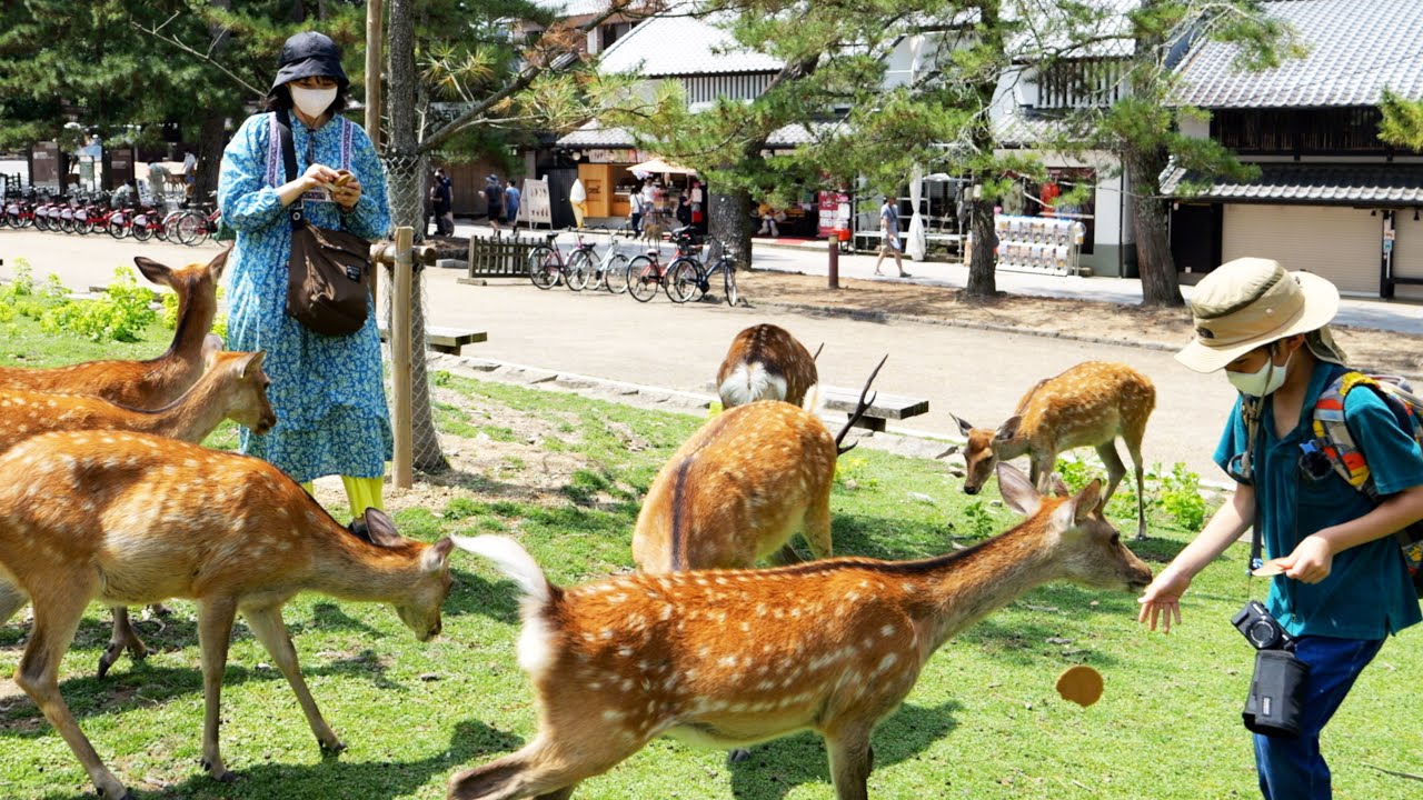 奈良公園で鹿せんべい