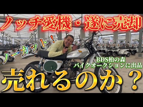 【インプレ】ノッチ愛機ついに売却（涙）HONDA エルシノア⚠️一般立入禁止の、BDSバイクオークションに出品！ノーカットでお届けいたします！手に汗握るノッチさんの奮闘を御覧下さいませ🙇