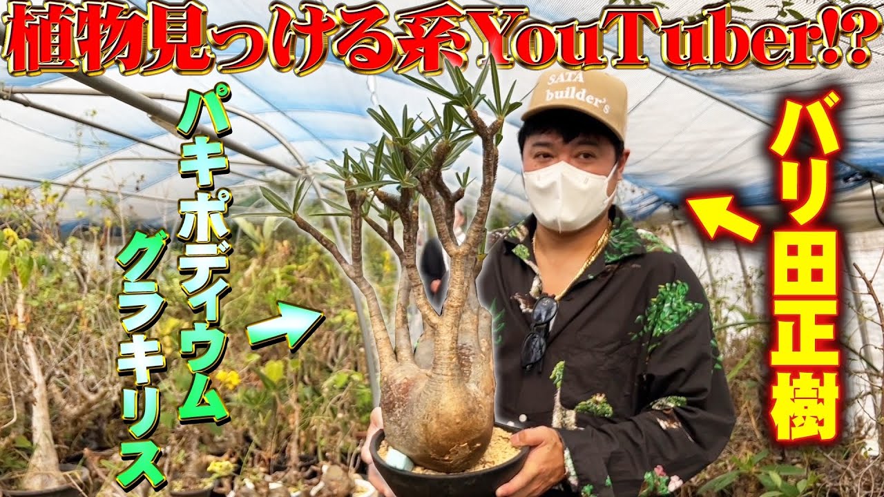 【グランカクタス第二弾】ハザマと行く!!塊根植物狩り!?