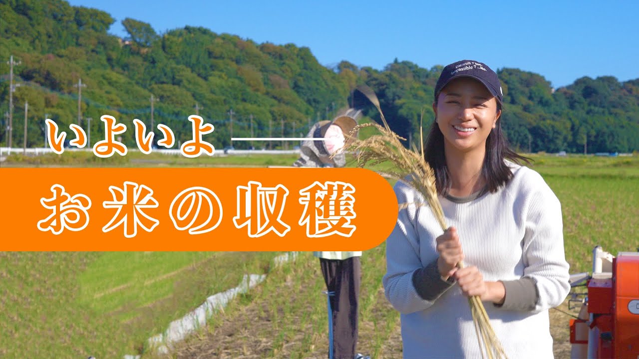 【収穫】オーガニック米の稲刈り＆脱穀をしてきました！