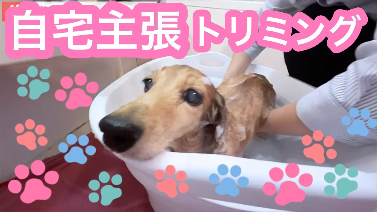 わんこ達の自宅ケア 🐶🐾【老犬介護No.121】