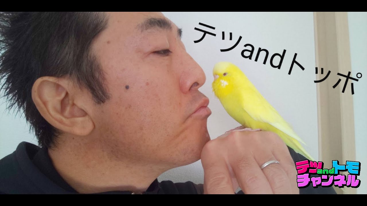 【テツａｎｄトモ】ジャンボセキセイインコの｢トッポ｣に付き合ってもらって赤、青、黄で遊んでみた！♯７。