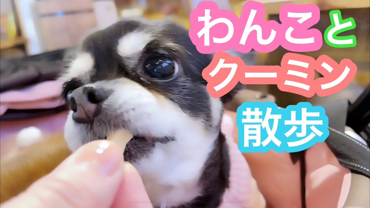 こども達とドッグカフェ🐶 杏ちゃんおやつにトライ！🍗