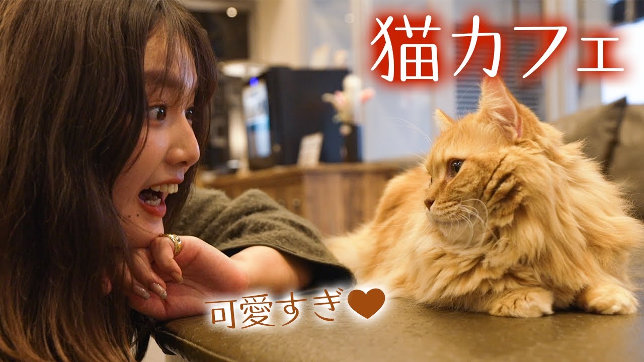 【vlog風】猫カフェの子猫ちゃんが可愛すぎる🤍