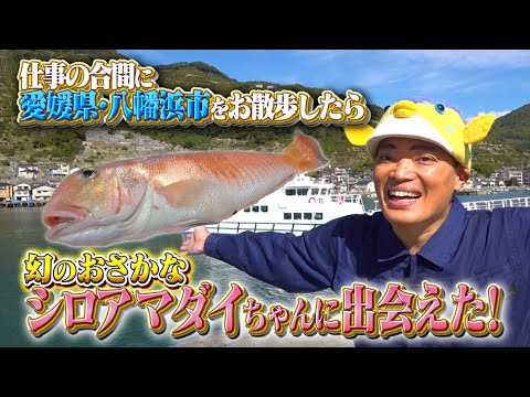 愛媛県をブラりしたら幻のお魚ちゃんに出会えました【超高級魚】