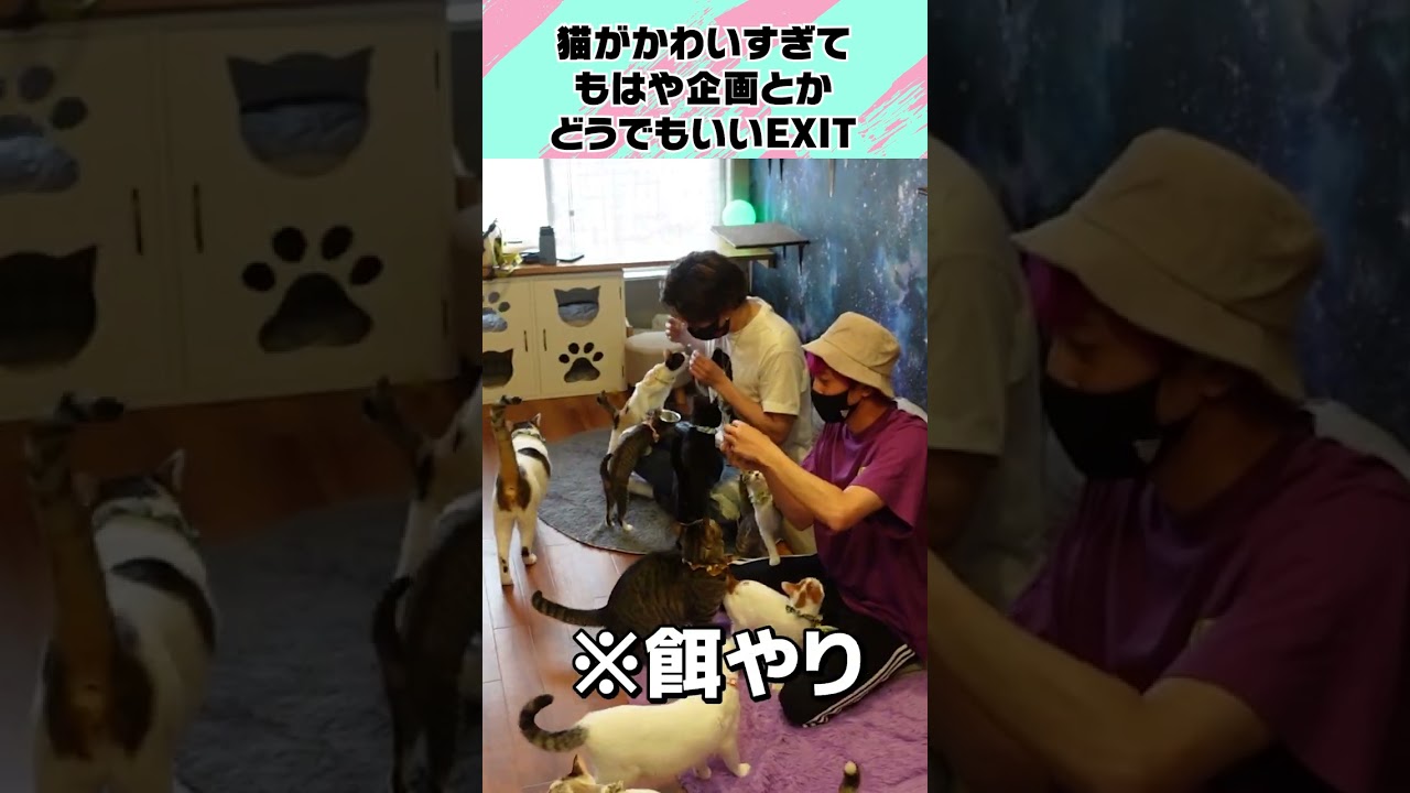 猫がかわいすぎて企画とかどうでもいいEXIT　#shorts