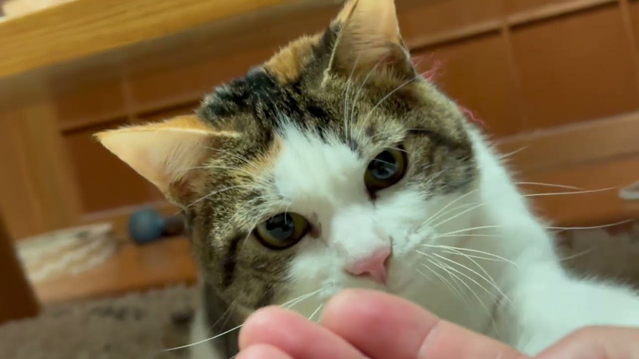 実家に帰って猫と絡んでコンビニ飯を食うだけの動画