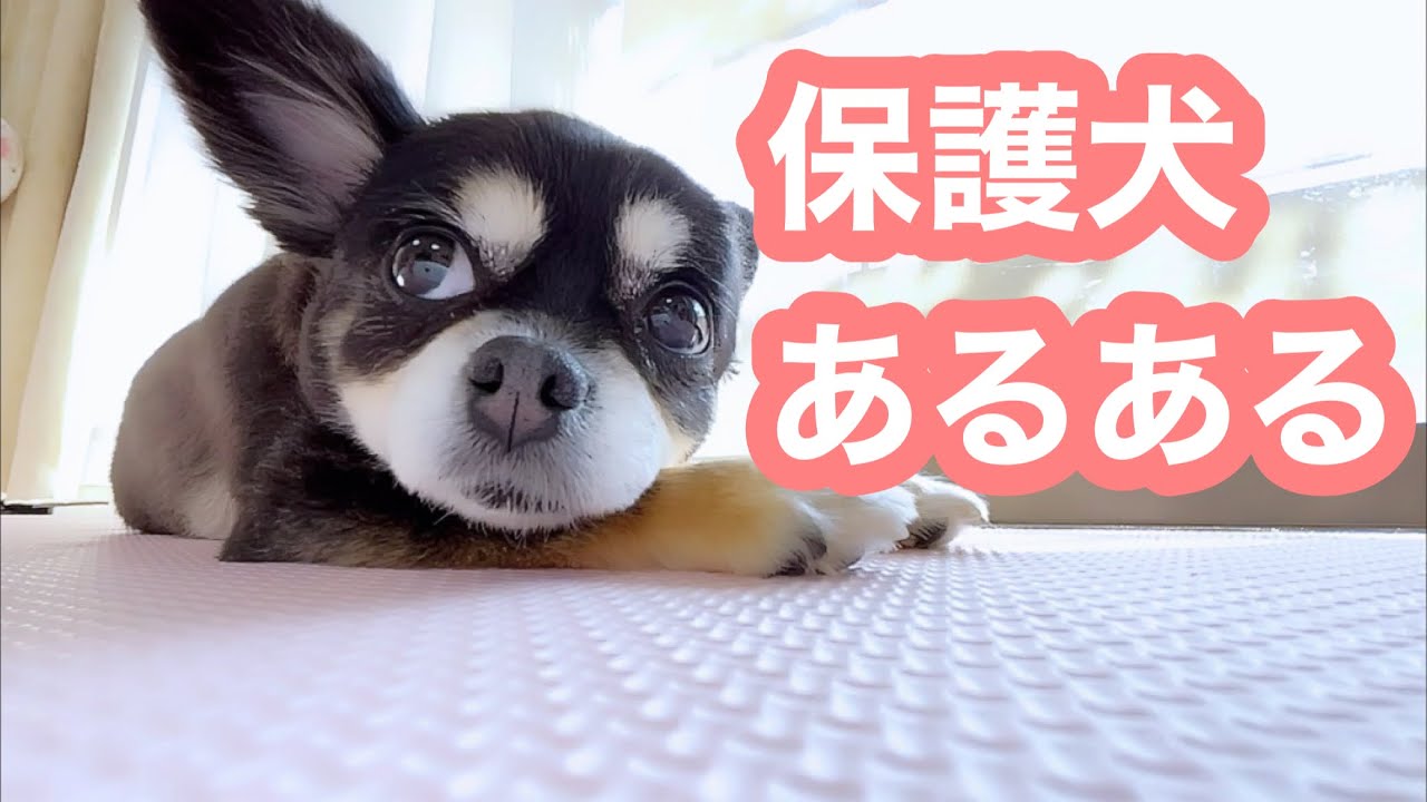 【犬の自宅ケア】音が怖い杏🐶怖い・苦手をちょっとづつ克服するよ🐶ゆっくり時間をかけてね💝