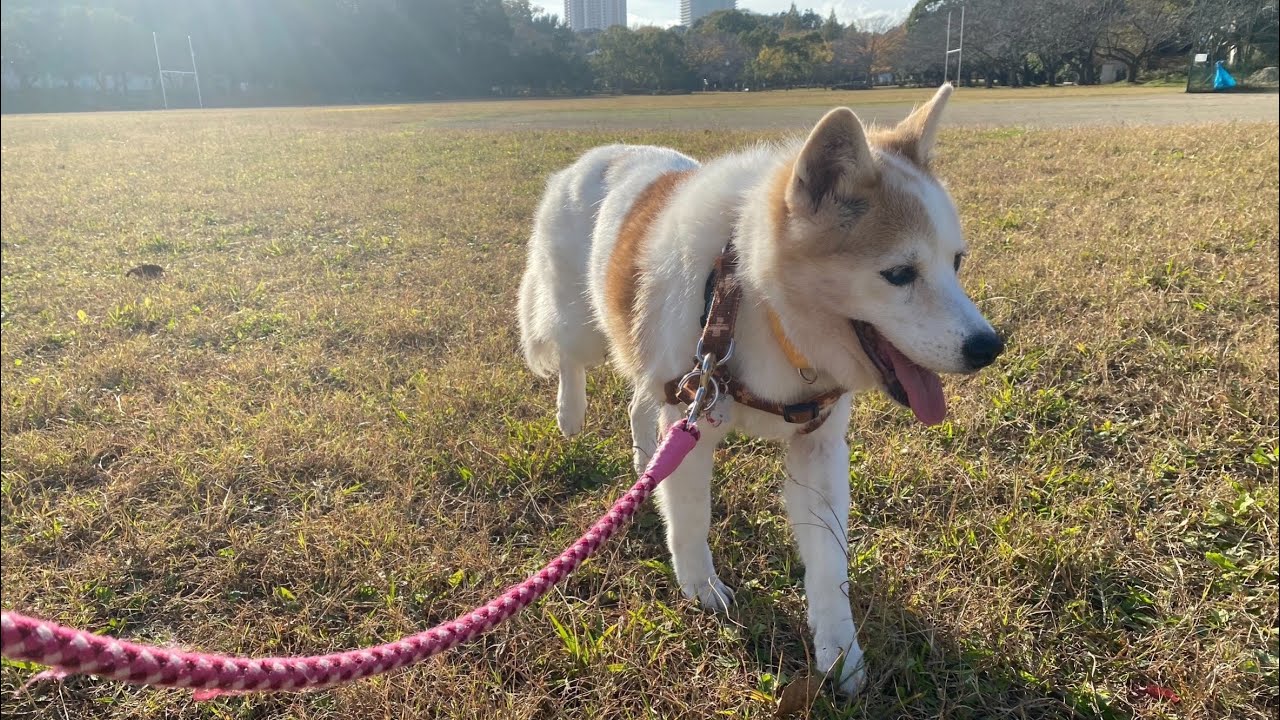 大切で大好きな家族のお話