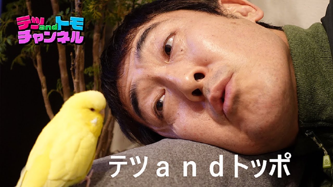 【テツａｎｄトモ】ジャンボセキセイインコのトッポとソファーでまったり♯９。