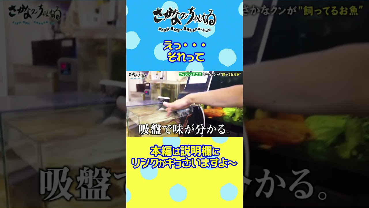 【もはや水族館！？】さかなクンが飼う“お魚”って… #shorts