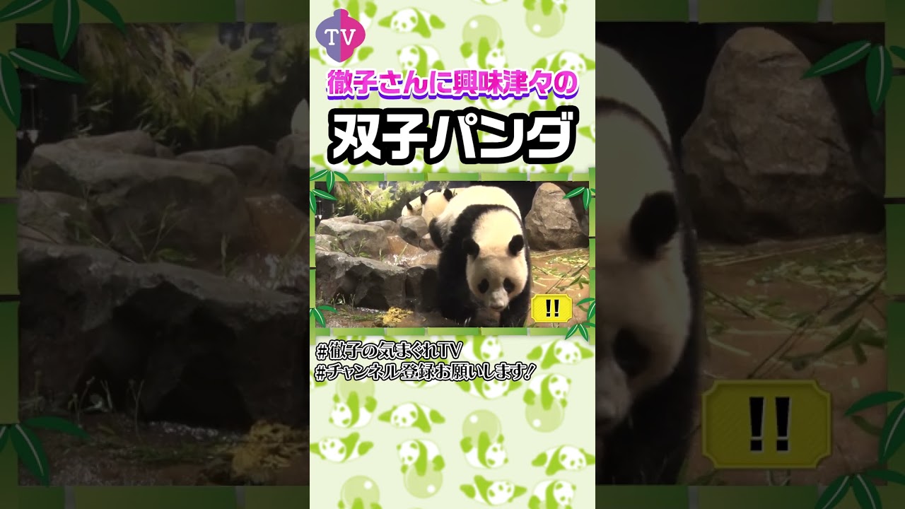 【切り抜き】徹子さんに興味津々の双子パンダ #shorts #上野動物園 #シャンシャン #シャオシャオ #レイレイ