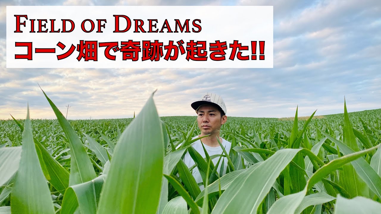 Field of Dreams コーン畑で奇跡が起きた!!