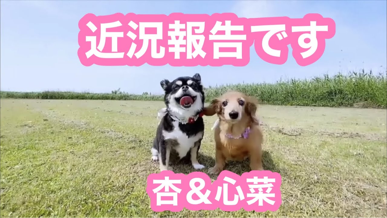 【老犬介護No.125】老犬心菜と　心臓弁膜症と向き合っている杏　2匹の近況です🐶🐶