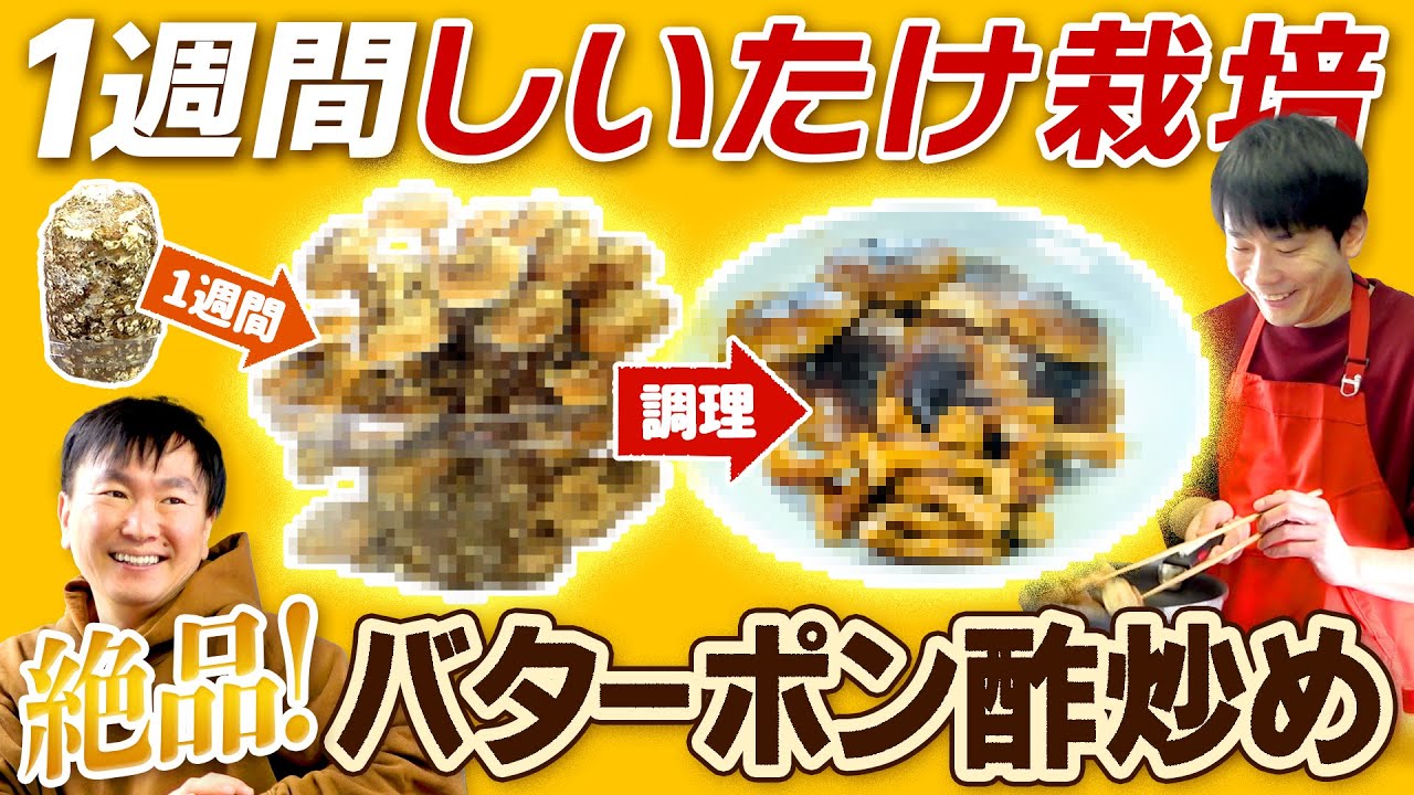 【しいたけ栽培】かまいたちが育てた椎茸を調理したら絶品料理が完成！