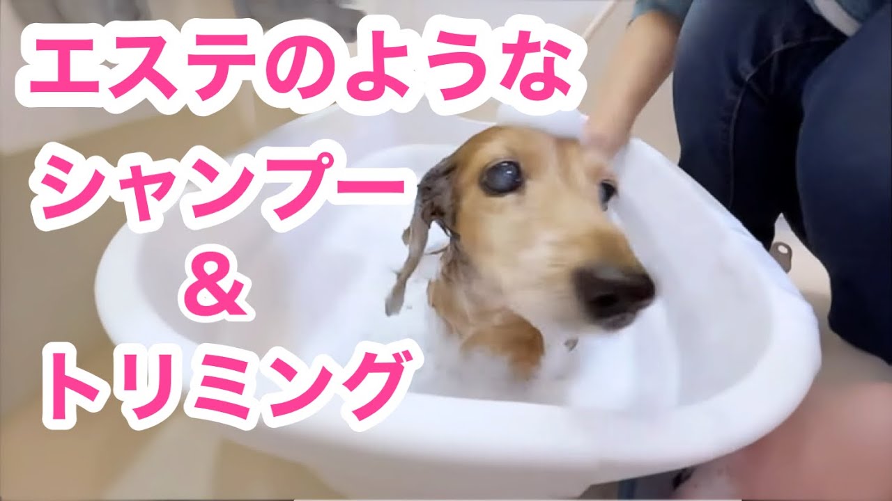 【老犬介護No.126】わんこ達の自宅ケア🐶🐶🐾  自宅出張トリミング