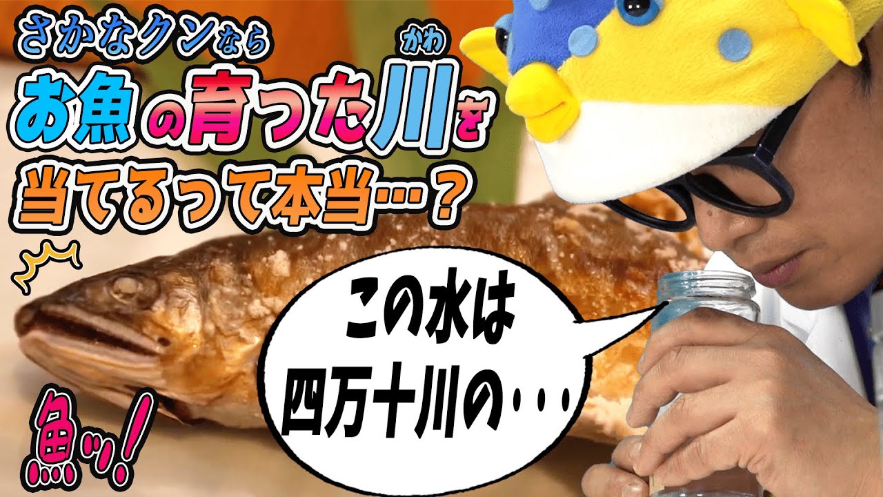 【大検証】さかなクンならお魚ちゃんが育った川までわかる説【高知鮎】