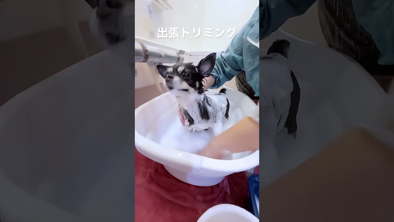 ありがとう今月も元気にトリミング出来て嬉しい🐶🐶