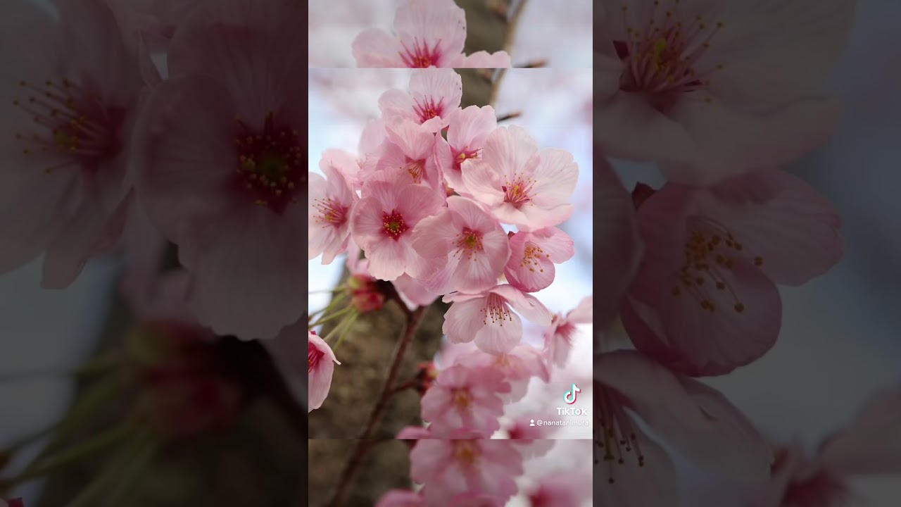 #shorts #桜 #cherryblossom #tokyo #お散歩