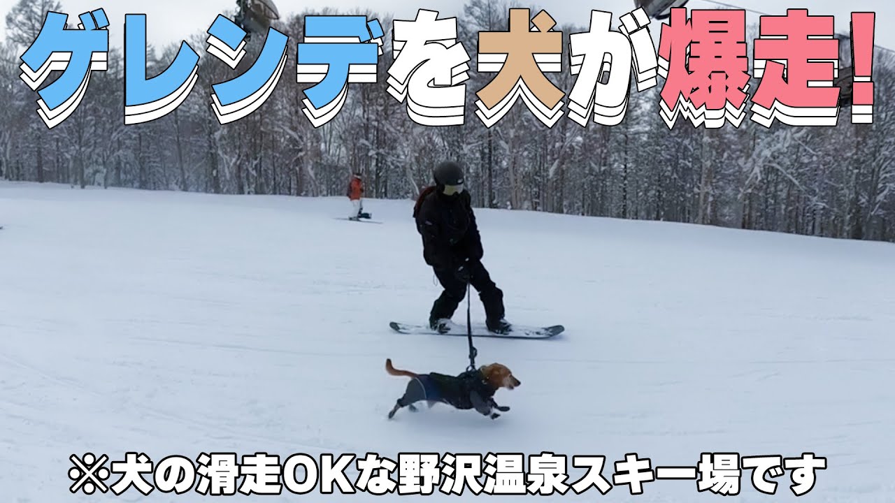 U-YEAHさんの愛犬「りく」とゲレンデを大滑走したら最高すぎた🐶