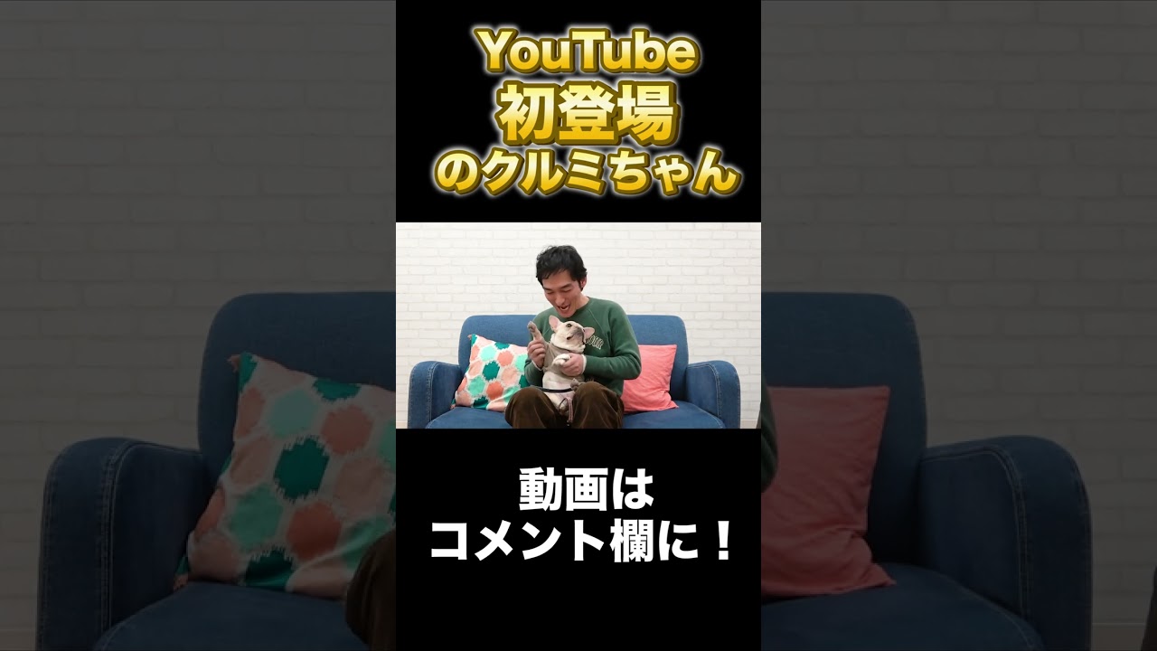 YouTuberデビューをしたクルミ！ #Shorts #草彅剛 #クルミ