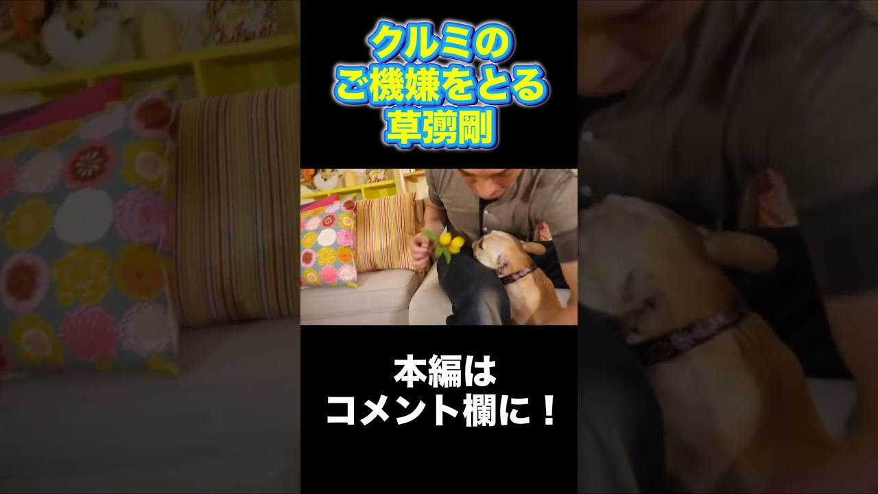 愛犬のご機嫌をとろうと頑張る草彅剛 #Shorts #草彅剛 #クルミ