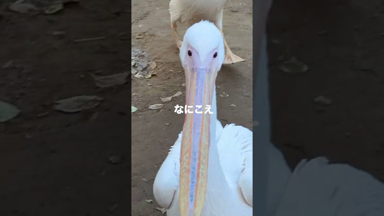 エグい距離感でおちゃめな動物に会える動物園