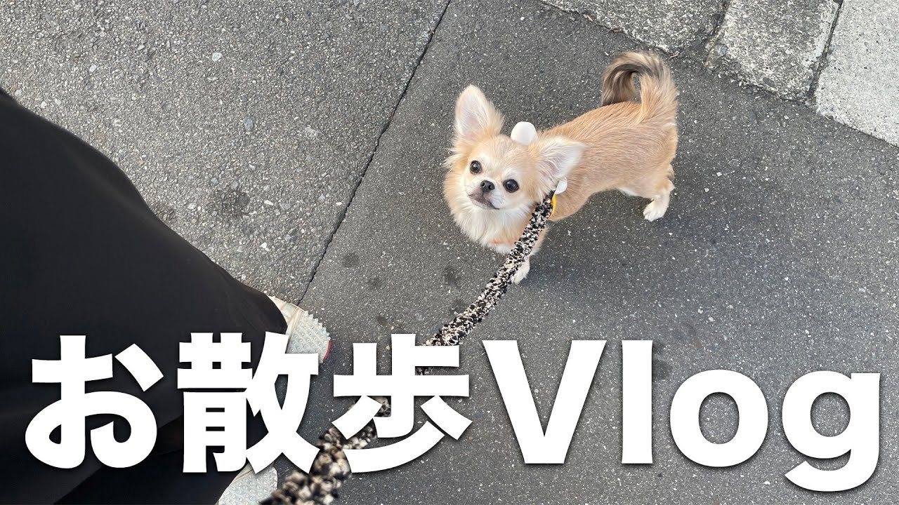 【犬】お散歩vlog！