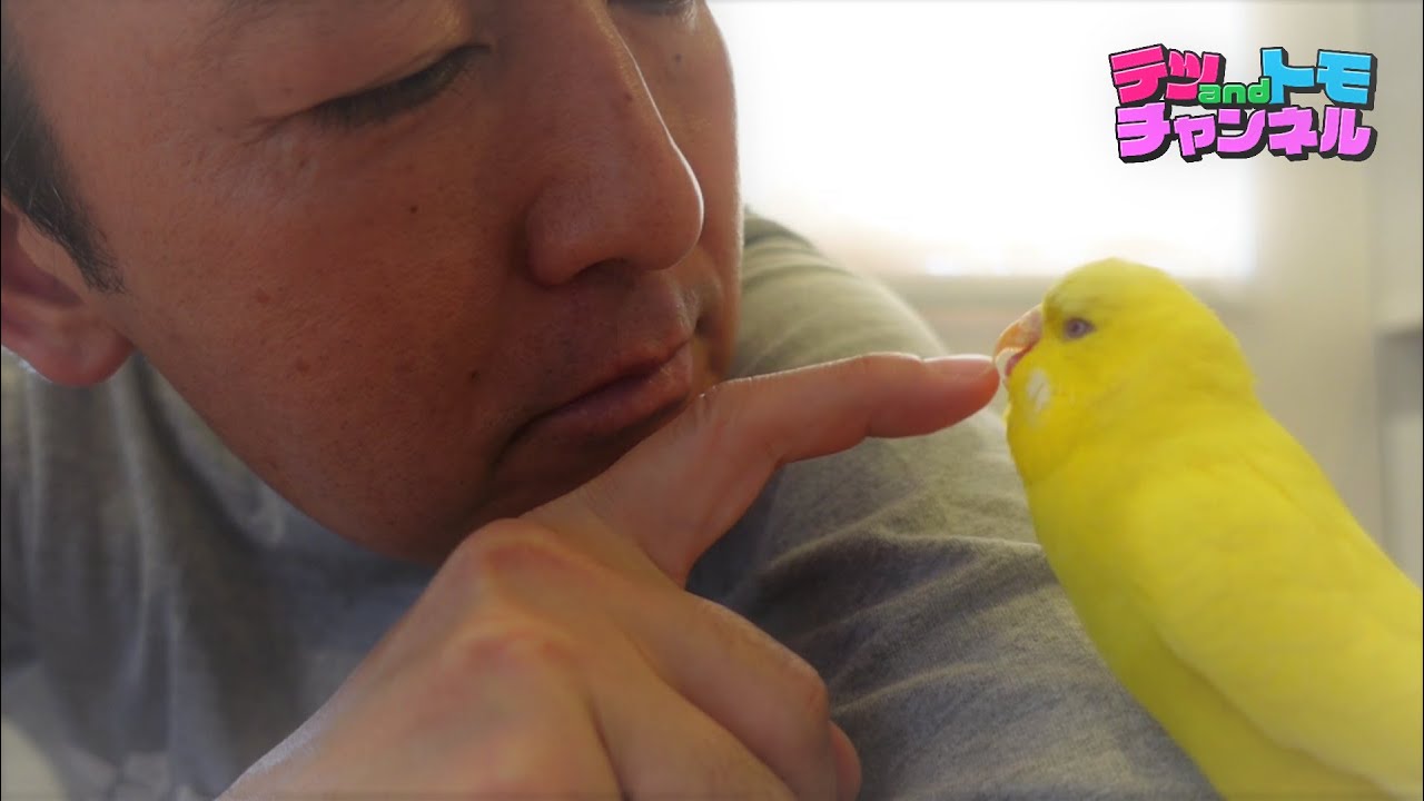 【テツａｎｄトモ】ジャンボセキセイインコのトッポのインコグッズ紹介♯１３。