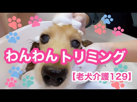 【🐾わんわんトリミング🐾】こども達の近況🐶🐶