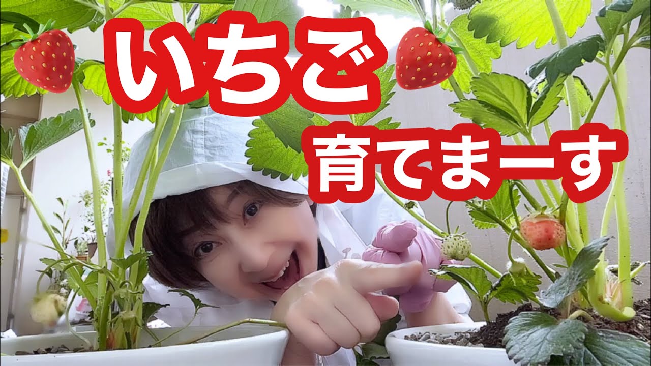 🍓はじめての子育て？！🍓クーミンイチゴ1号（イチゴゥ🤭）