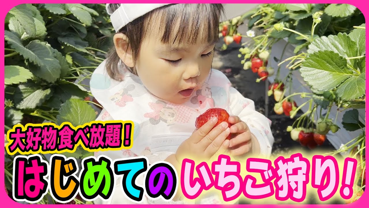 【いちご狩り🍓】チェリ子、大好物食べ放題で過去一の爆食デイ❣️