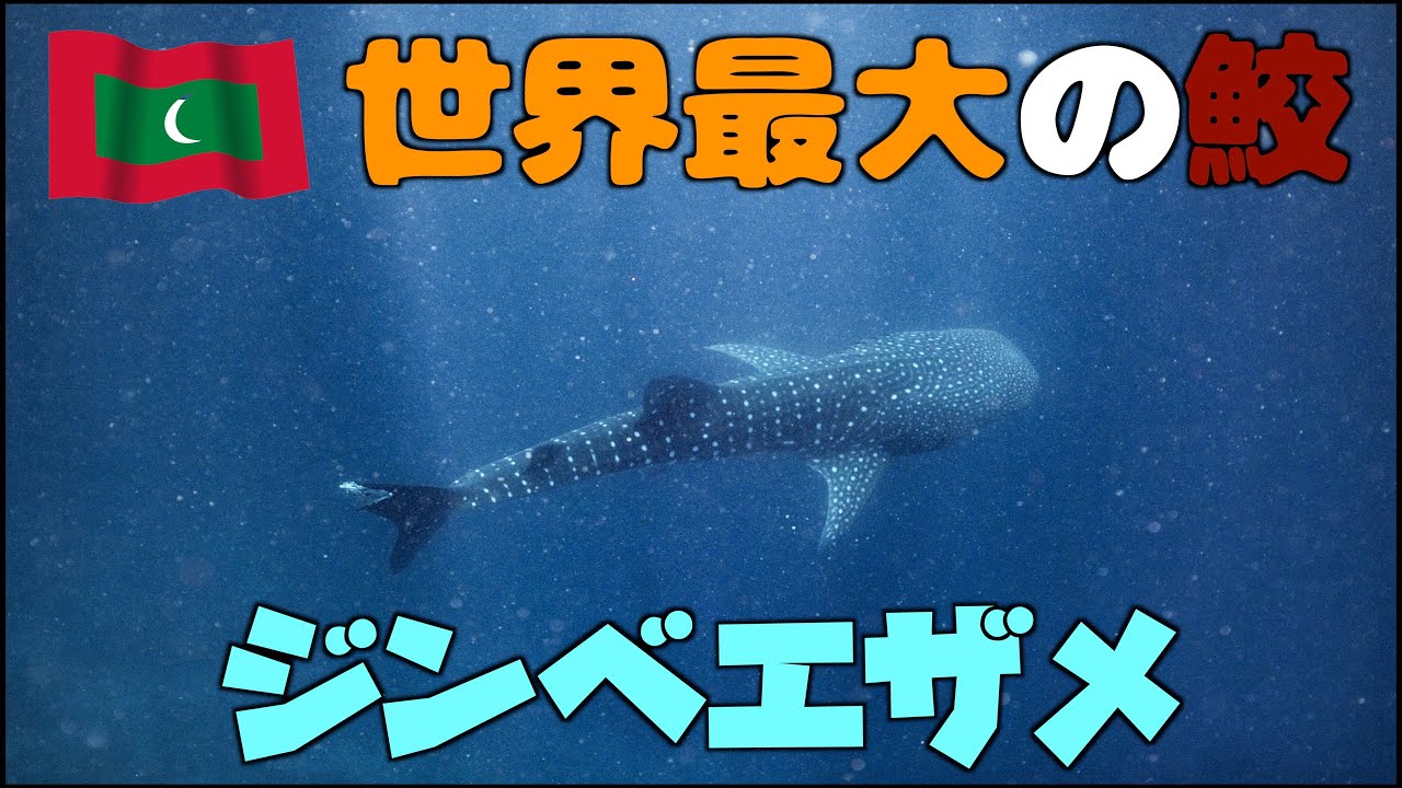 水深35mでジンベエザメと初デート♡