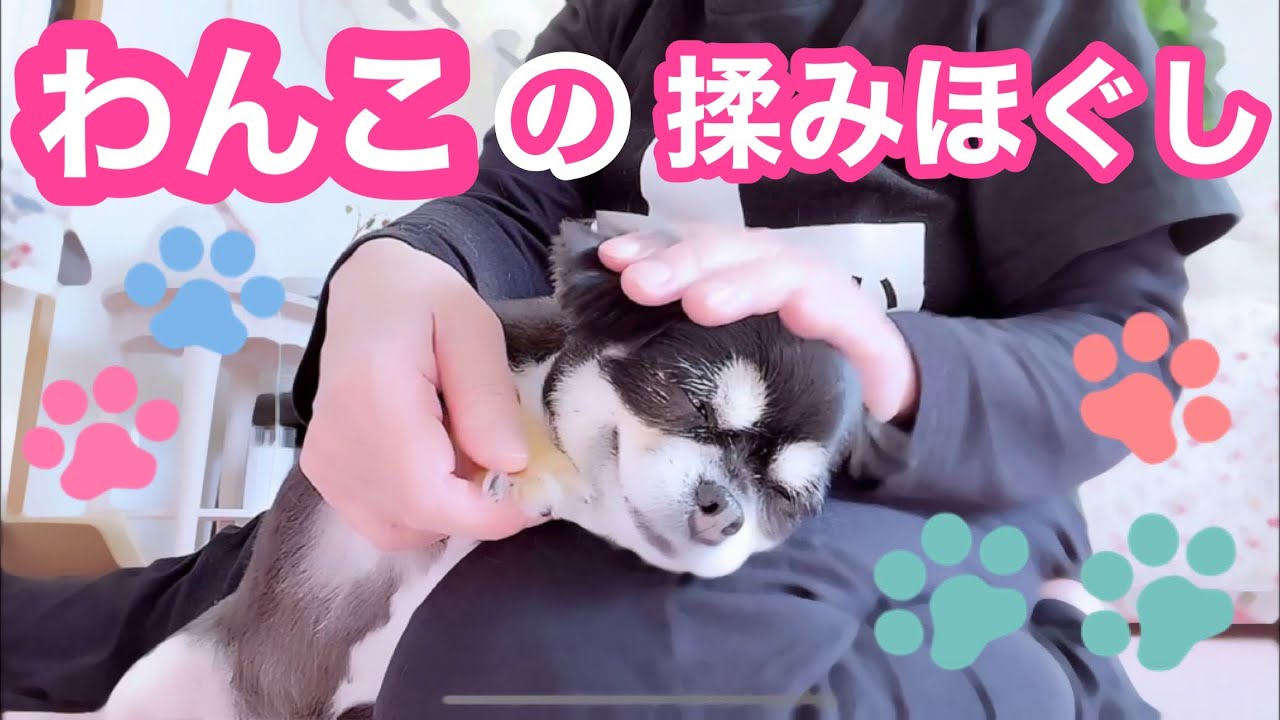 毎朝マッサージを要求してくる犬🤭マッサージ大好な杏 (もも)  ちゃん🐶