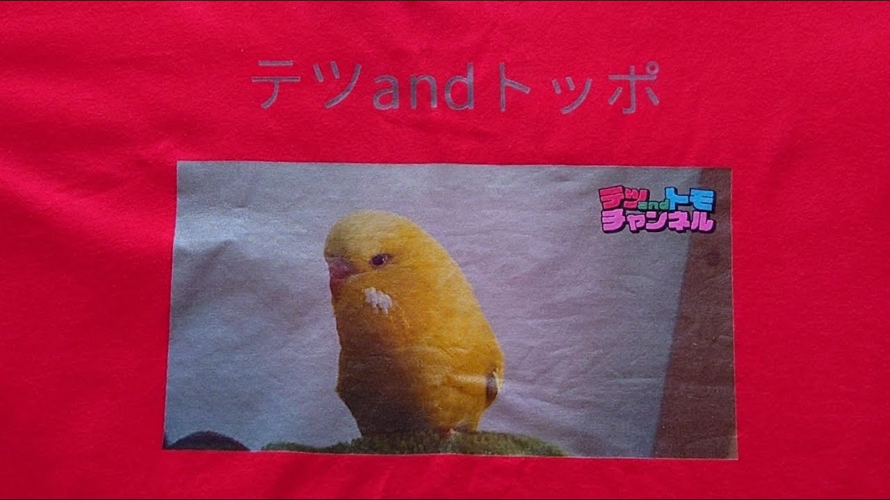 【ドッキリ】テツandトモ５３歳誕生日に♪なんでだろう～！インコのトッポも登場！？